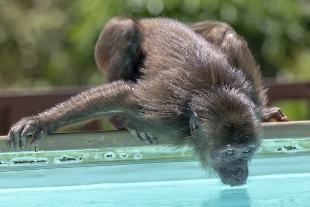 Close-Up of a Small Monkey Drinking Water – Free Stock Photo for Download