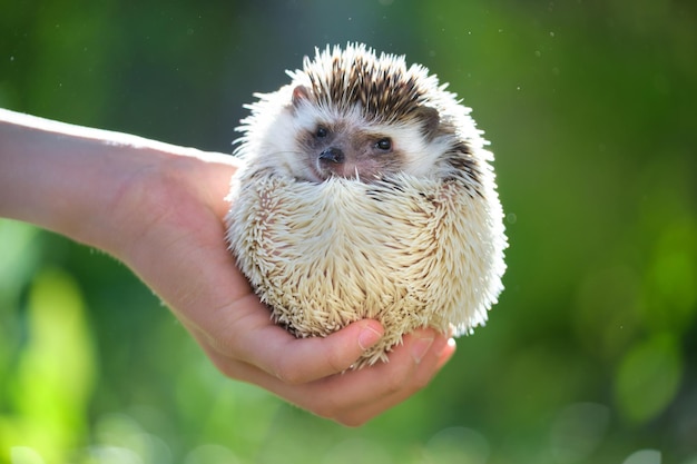 Human Hands Holding a Little African Hedgehog Pet Outdoors on a Summer Day – Free Stock Photo, Download for Free