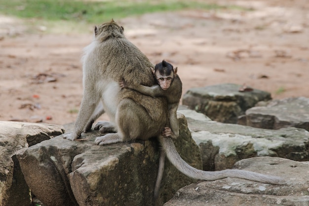 Adorable Baby Monkey Hugging Mother’s Back – Free Download