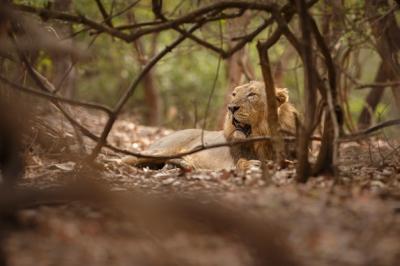 Beautiful and Rare Asiatic Lion Male in Its Natural Habitat at Gir National Park, India – Free Download