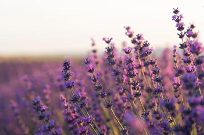 Beautiful Blurry Lavender Plants – Download Free Stock Photo