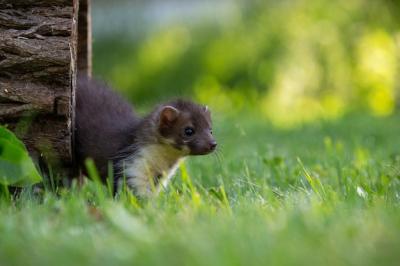 Beautiful Portrait of a Cute Beech Marten in the Forest – Free Stock Photo for Download