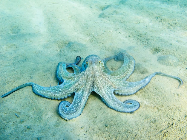 High Angle View of Octopus on Beach – Free Download Free Stock Photo