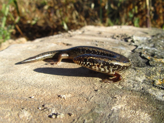 Ocellated Skink Sunbathing on the Ground – Free Stock Photo, Download Free Stock Photo