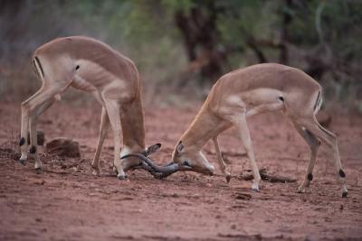 Impala Antelopes Mock Battle in Blurred Background – Free Stock Photo, Download for Free