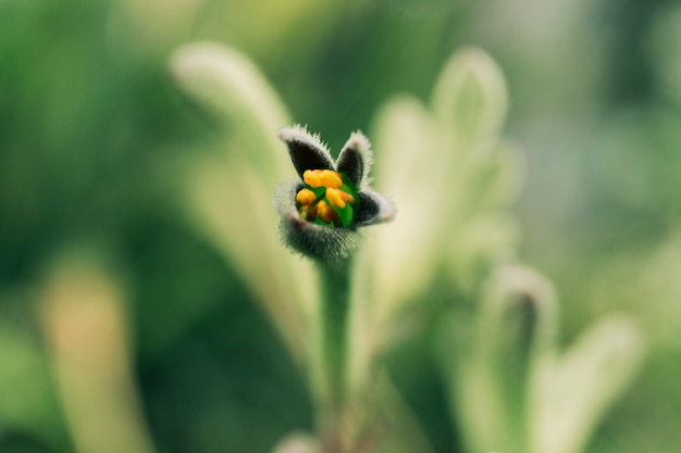 Exotic Bud Blooming Close-Up – Free to Download