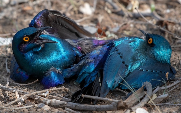 High Angle Closeup of Cape Starlings on the Ground – Free Download