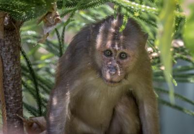 Monkey on Tree in Forest Closeup – Free Stock Photo, Download Free