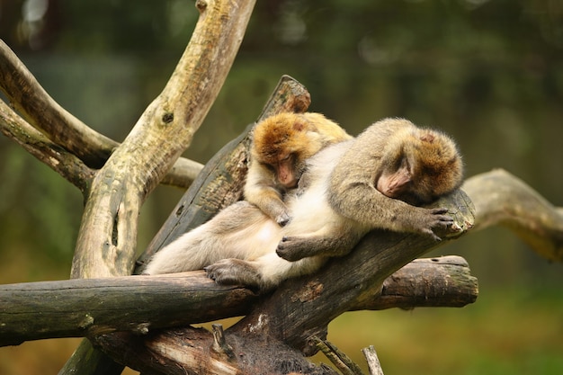 Macaque Monkeys in Their Natural Habitat – Free Stock Photo for Download