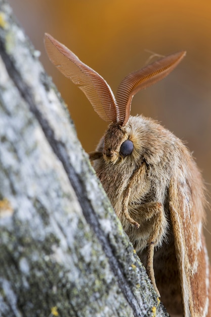 Closeup Shot of a Male Fox Moth on a Tree Trunk in the Forest – Free to Download