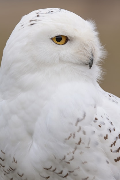 Snowy Owl Closeup in Sunlight – Free Download