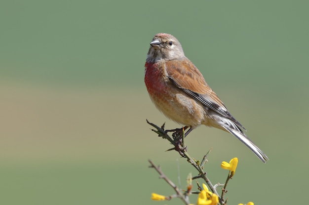 Beautiful House Sparrow – Free to Download