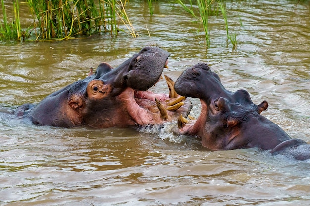 Hippos Playing in Water – Free Stock Photo for Download