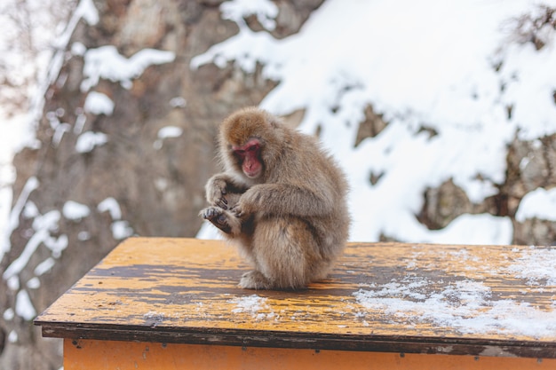 Monkey on a Table – Free Stock Photo for Download