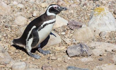 Penguin Free Stock Photo â Download Free Now