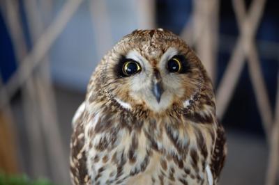 Close-Up Portrait of an Owl – Free Stock Photo, Download for Free