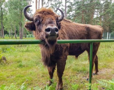 Mighty European Bison Close-Up in Belovezhskaya Pushcha – Free Stock Photo Download