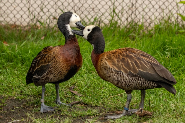 Pair of Cute Canada Geese in a Grassy Area – Download Free Stock Photo