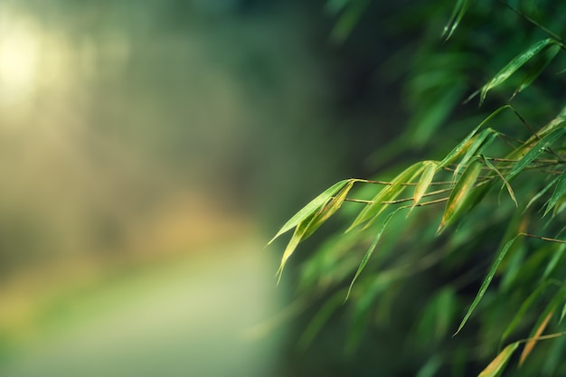 Forest Tree Branches Blurred Scene – Free Stock Photo for Download