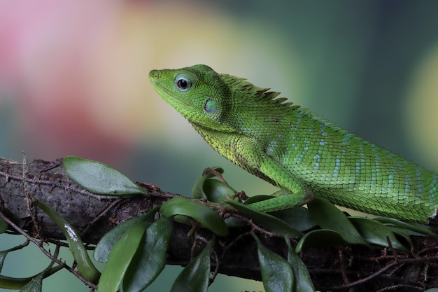 Green Lizard Sunbathing on Wood – Free Stock Photo Download