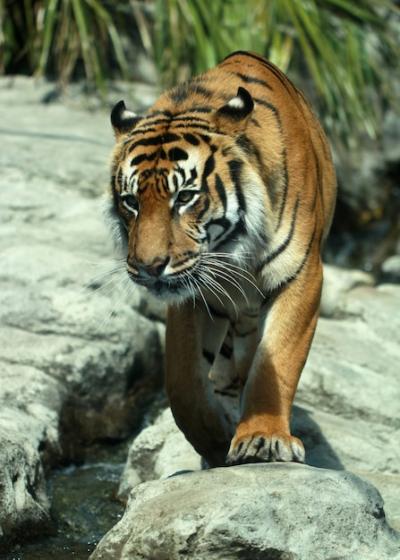 Closeup Shot of a Tiger at Auckland Zoo – Free Stock Photo for Download