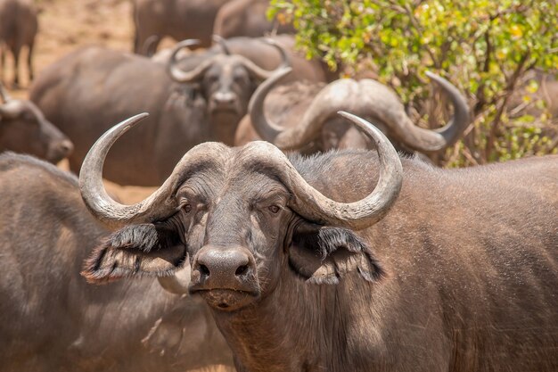 Watchful Water Buffalo in a Row – Free Stock Photo for Download