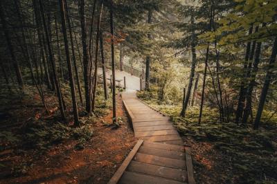 Wooden Stairs Surrounded by Trees in a Forest – Free to Download