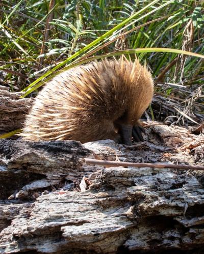 Short-beaked Echidna – Download Free Stock Photo