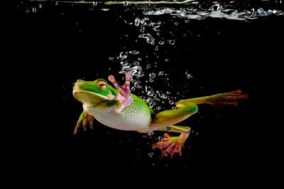 Whitelipped Frog Swimming in Water – Free Stock Photo, Download Free