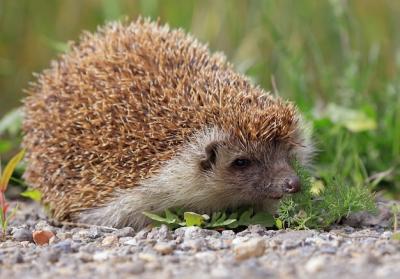 A Hedgehog Enjoying Grass – Free Stock Photo, Download Free