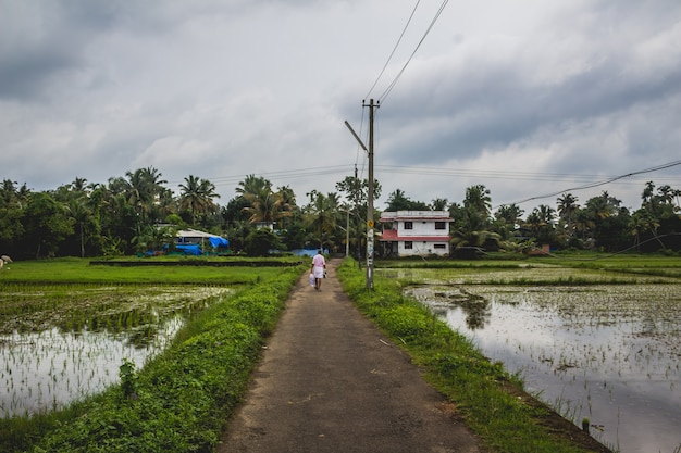 Man Walking Along a Long Road with Rice Fields | Free Stock Photo Download