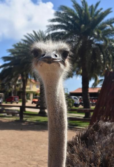 Feathers Sticking Out Around the Head of an Ostrich – Free Stock Photo for Download