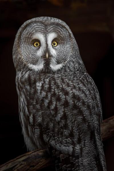 Great Grey Owl – Free Stock Photo, Download for Free