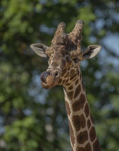 Vertical Closeup of a Giraffe Licking Its Nose in a Blurred Natural Background – Free Download