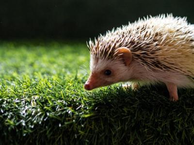 Hedgehog Searching for Food – Free Stock Photo, Download Free