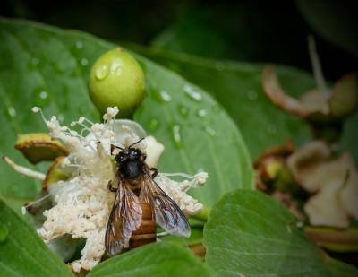 Macro Shot of a Bee Sipping Nectar from a White Flower – Free Stock Photo for Download