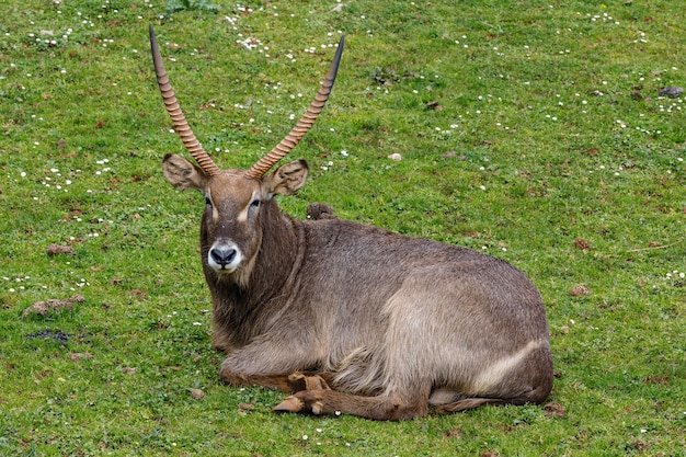 Waterbuck Antelope on Grass – Free Download