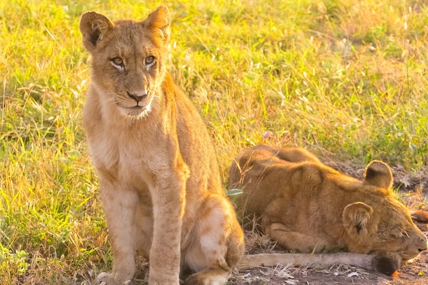 Female Lions in Selective Focus on Green Grass – Free Stock Photo Download