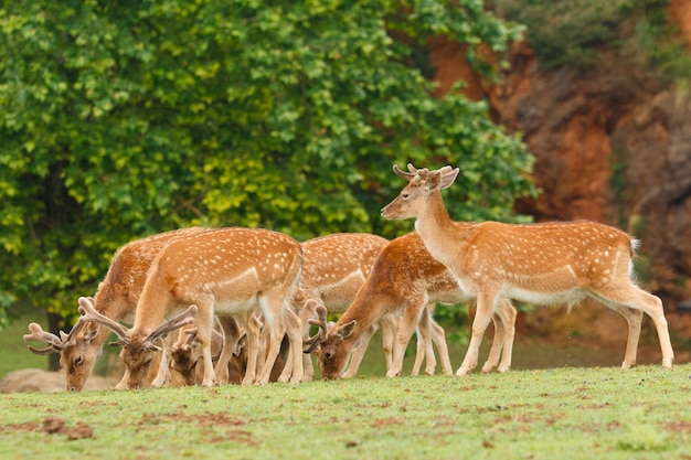 Fallow Deer Grazing in the Wild – Download Free Stock Photo