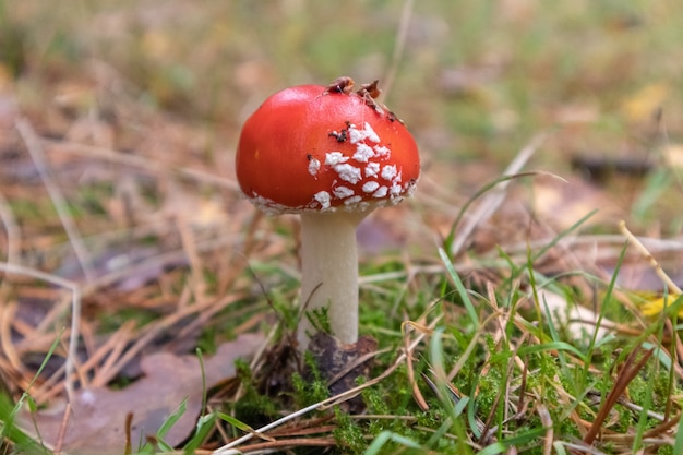 Red Fly Agaric Mushroom in a Natural Environment – Free Stock Photo, Download for Free