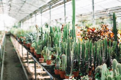 Cactus Plants Growing in Greenhouse – Free Download