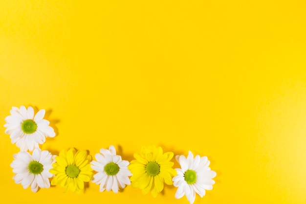 White and Yellow Blooming Flowers – Free Stock Photo for Download