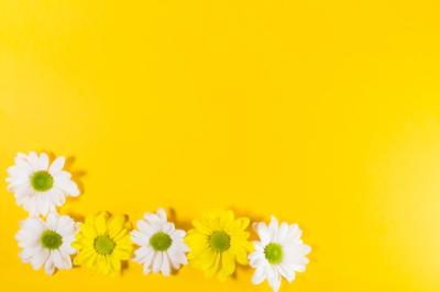 White and Yellow Blooming Flowers – Free Stock Photo for Download