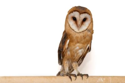 Common Barn Owl (Tyto alba) Close-Up – Free Download