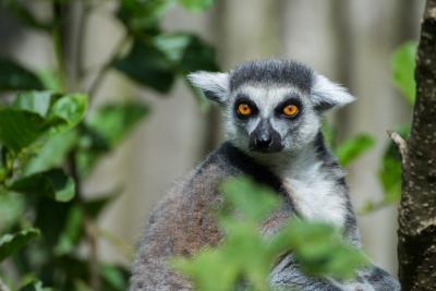 Ring-tailed Lemur Observing Its Surroundings – Free Download