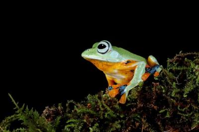 Closeup of a Flying Frog Face on a Branch – Free Stock Photo Download