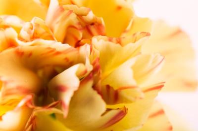 Yellow Carnation Flower – Free Stock Photo for Download