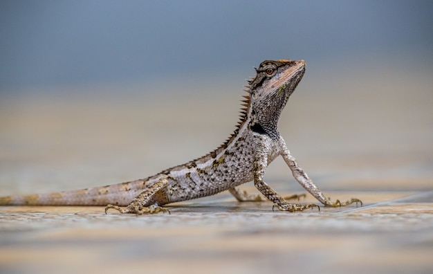 Brown and Gray Bearded Dragon on Sand – Free Download