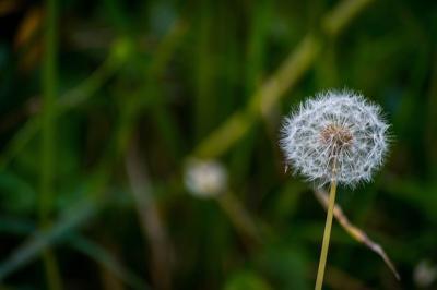 Selective Focus Shot of a Dandelion Flower in the Garden – Free Stock Photo for Download