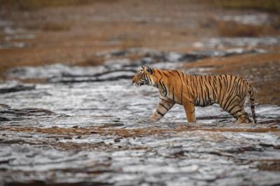 Wild Royal Bengal Tiger in Ranthambhore National Park – Free Download